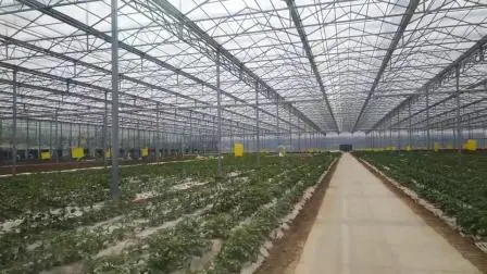 Venlo Type Single Layer Polycarbonate Greenhouse for Flower/Vegetable/Planting/Farm /Aquaculture/Livestock/Breeding/Ecological Restaurant with Hydroponic System